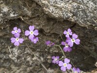 Malcolmia flexuosa 7, Saxifraga-Jan van der Straaten